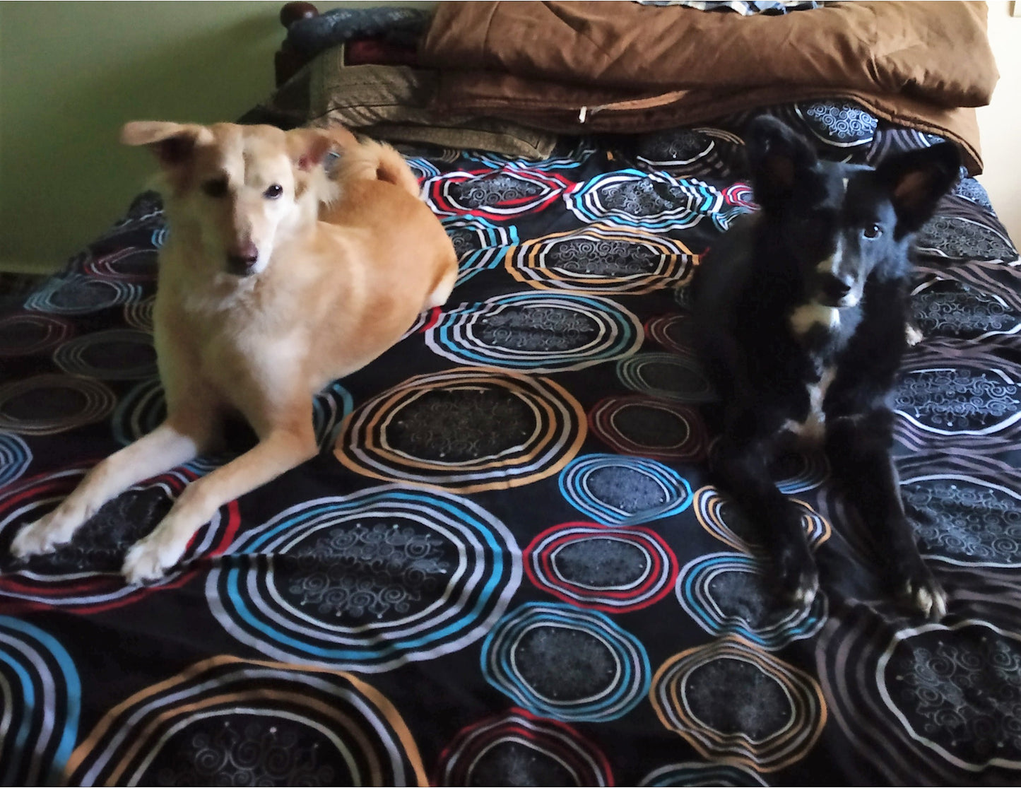 two dogs sitting on the bed