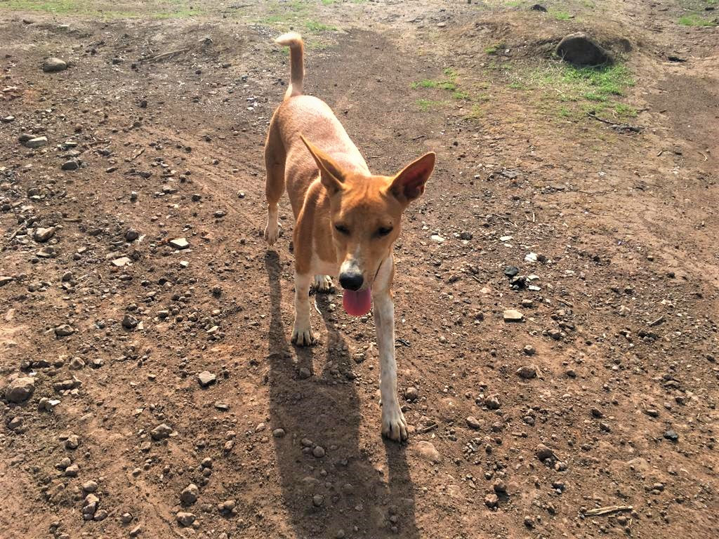 brown dog on the hill