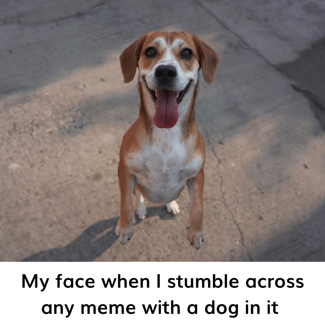 Floof Daily Funnies