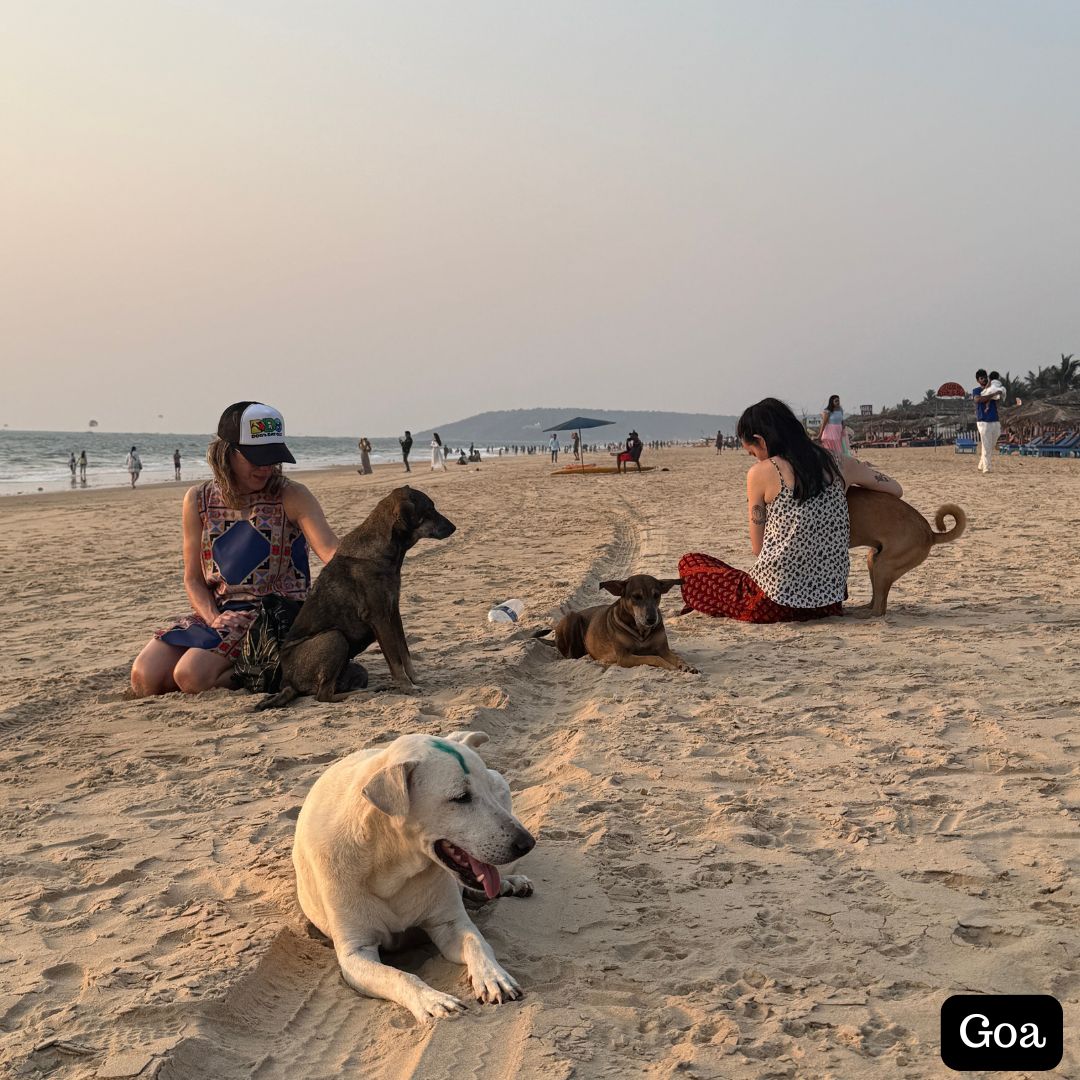 
                  
                    Two women sitting on a beach with three dogs, enjoying a sunny day.
                  
                