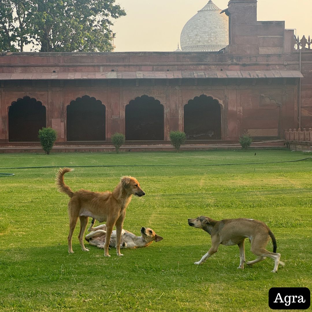 
                  
                    Three dogs playing on a grassy area with historical architecture in the background, labeled 'Agra'.
                  
                