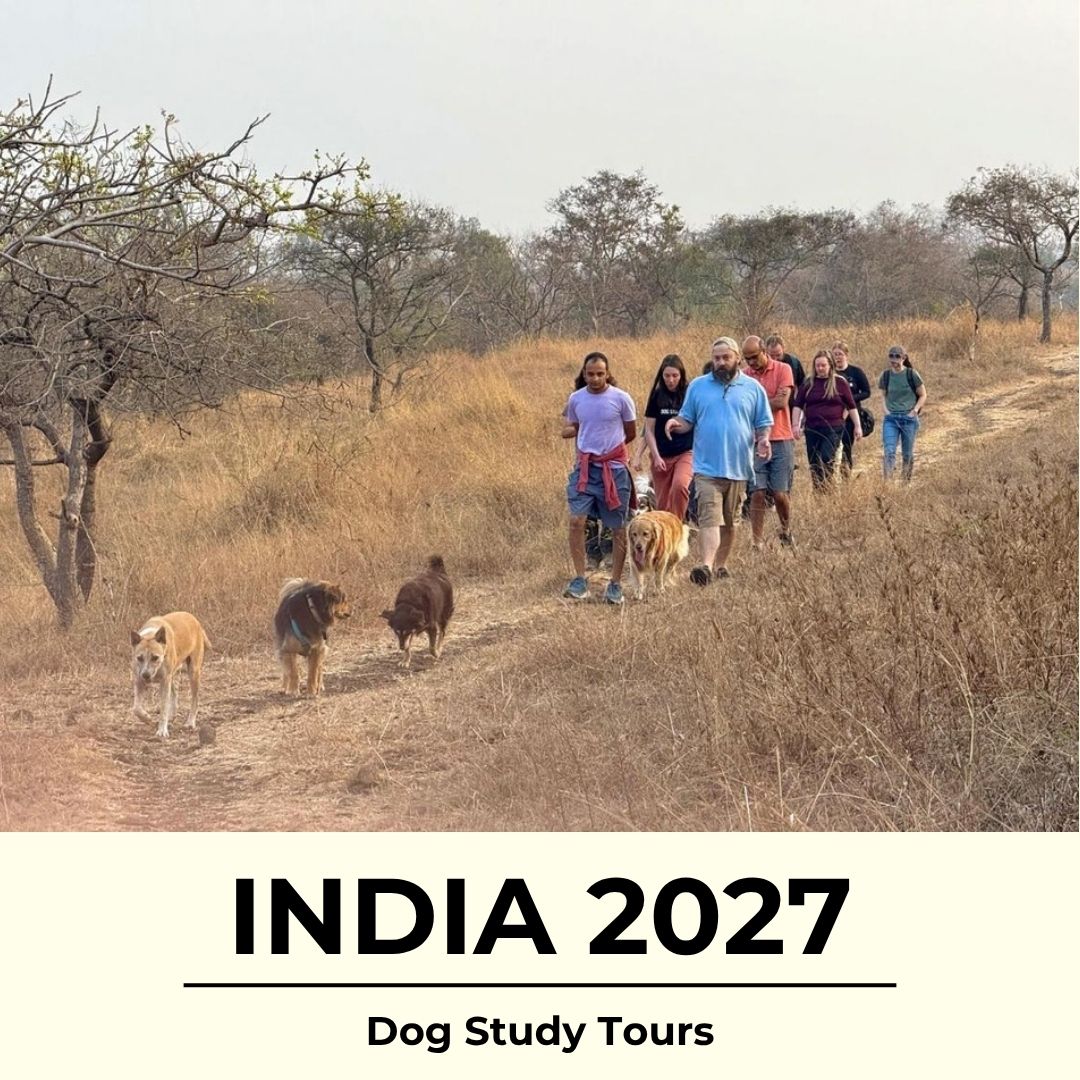 Group of people walking with dogs on a trail in India, with text 'INDIA 2027 Dog Study Tours' at the bottom.