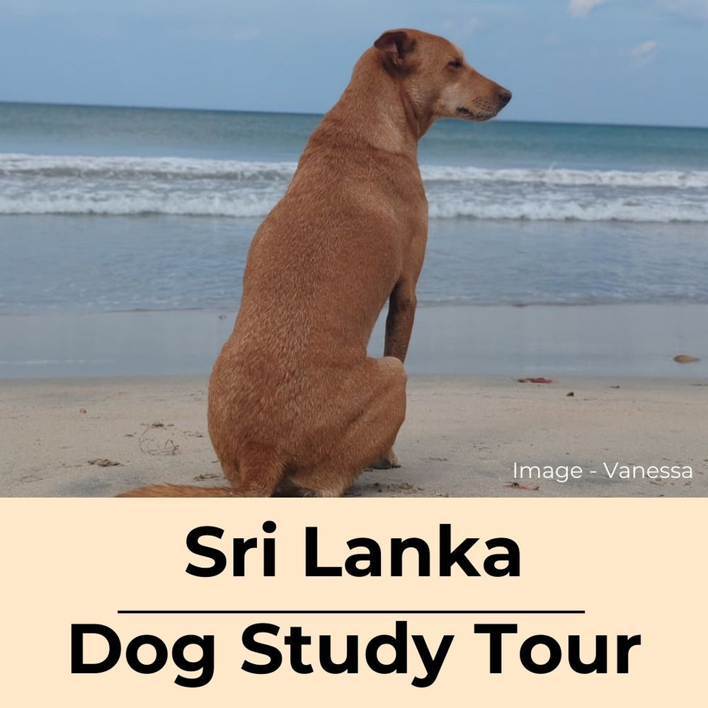 Sri Lanka Dog Study Tour and Immersive Experience (Tour 3) Spot Reservation