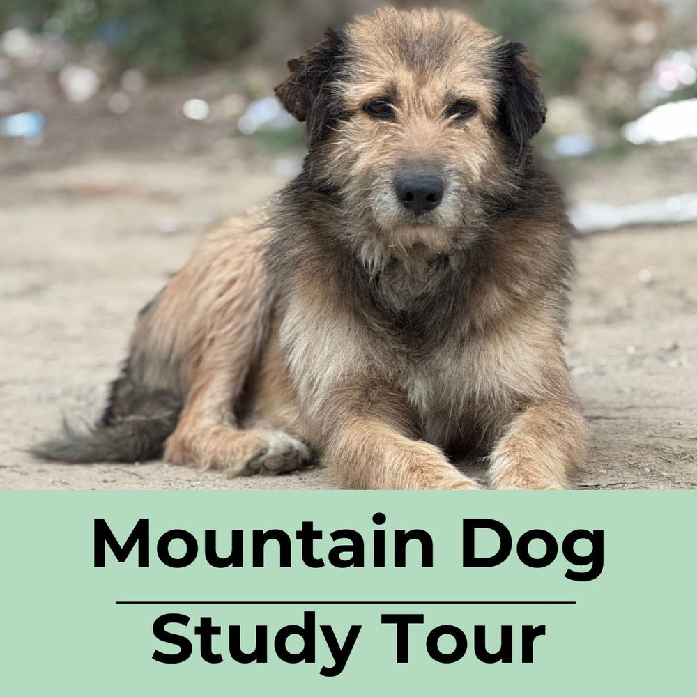 India Mountain Dog Study Tour (Tour 4) 2026 Spot Reservation