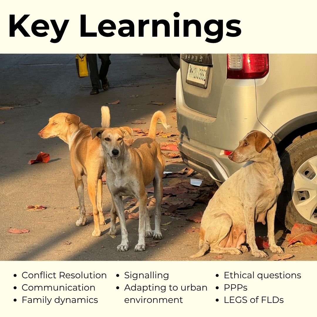 
                  
                    Three dogs near a car on a street with text about key learnings.
                  
                