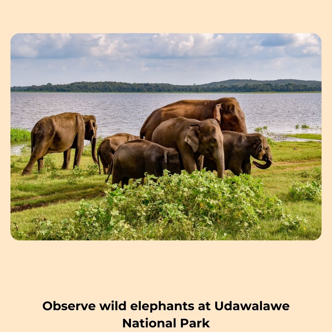 
                  
                    Sri Lanka Dog Study Tour and Immersive Experience (Tour 3) Spot Reservation
                  
                