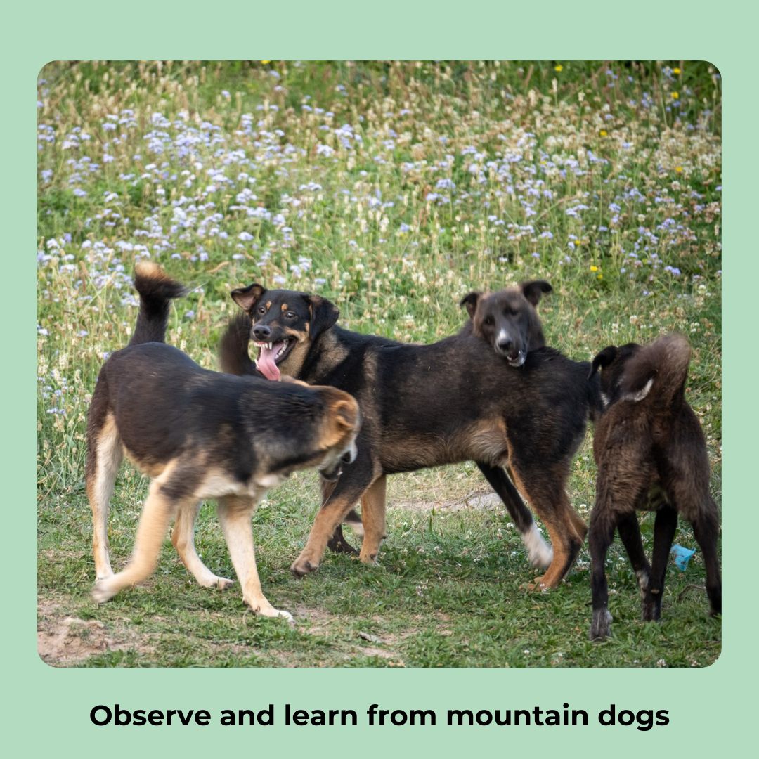 
                  
                    India Mountain Dog Study Tour 2027 Spot Reservation
                  
                