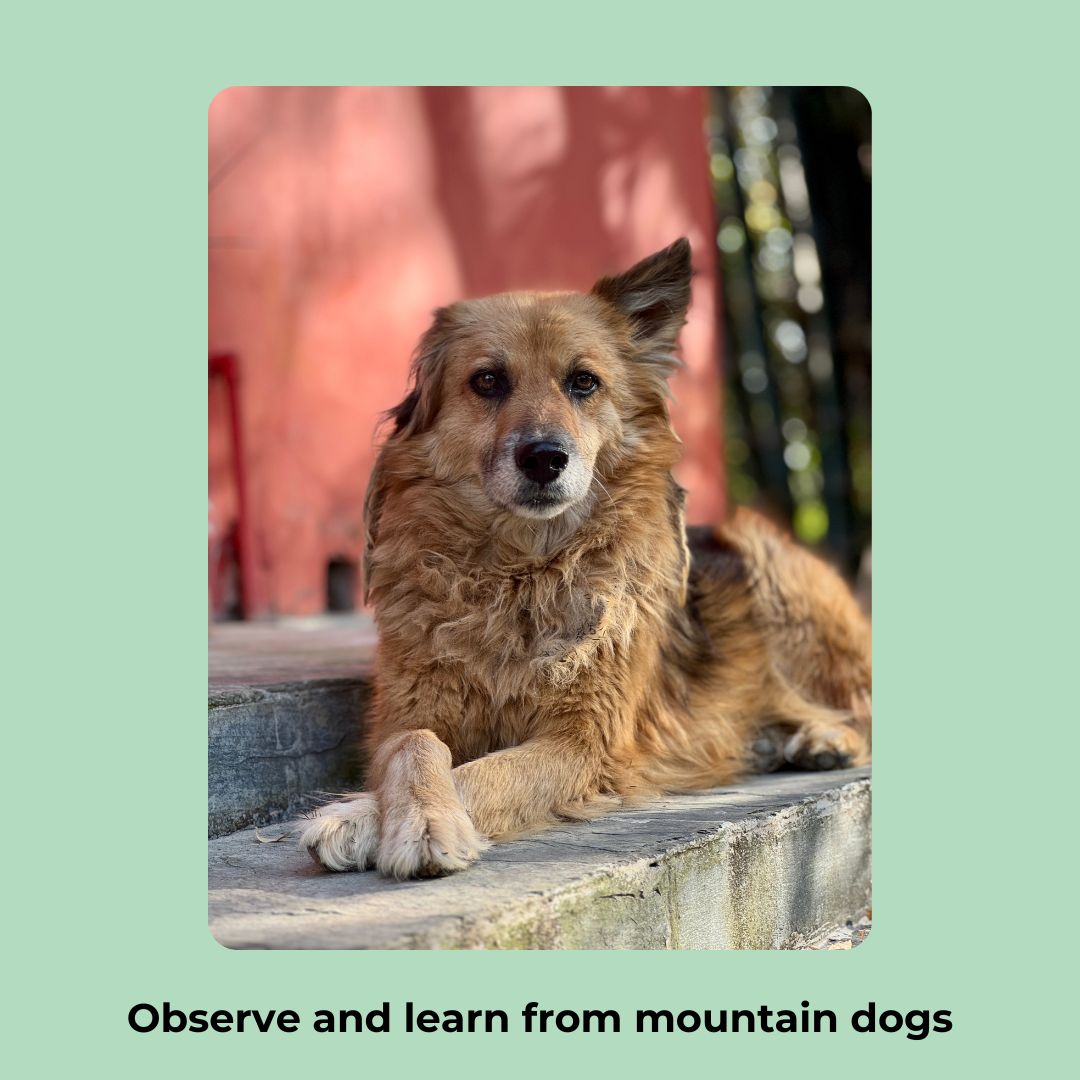 
                  
                    India Mountain Dog Study Tour (Tour 4) 2026 Spot Reservation
                  
                