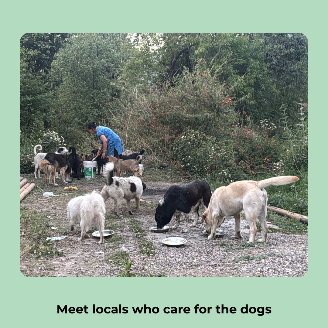 
                  
                    India Mountain Dog Study Tour 2027 Spot Reservation
                  
                