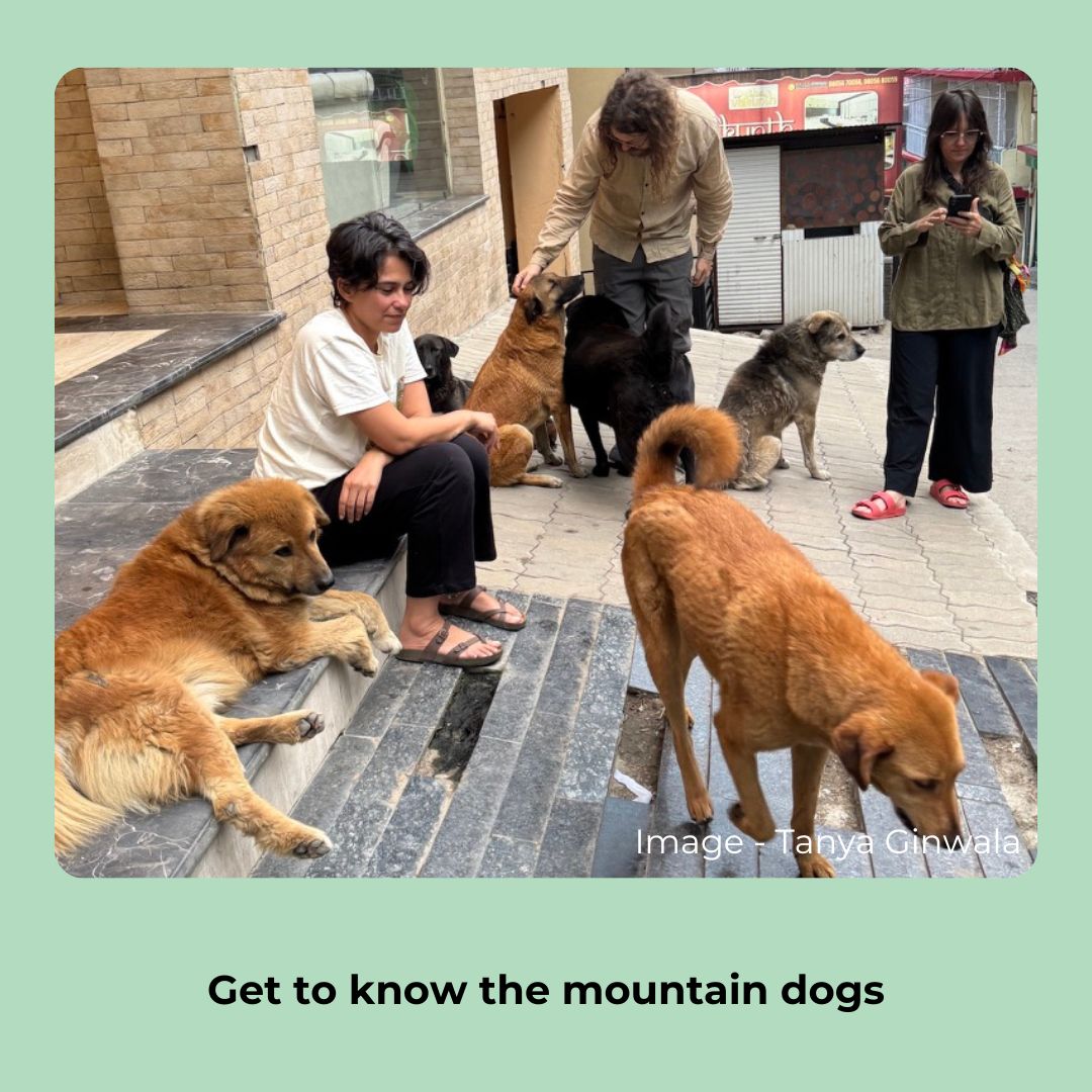 
                  
                    India Mountain Dog Study Tour 2027 Spot Reservation
                  
                