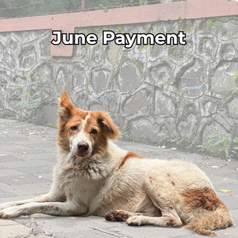 June Payment for 2026 Dog Tours