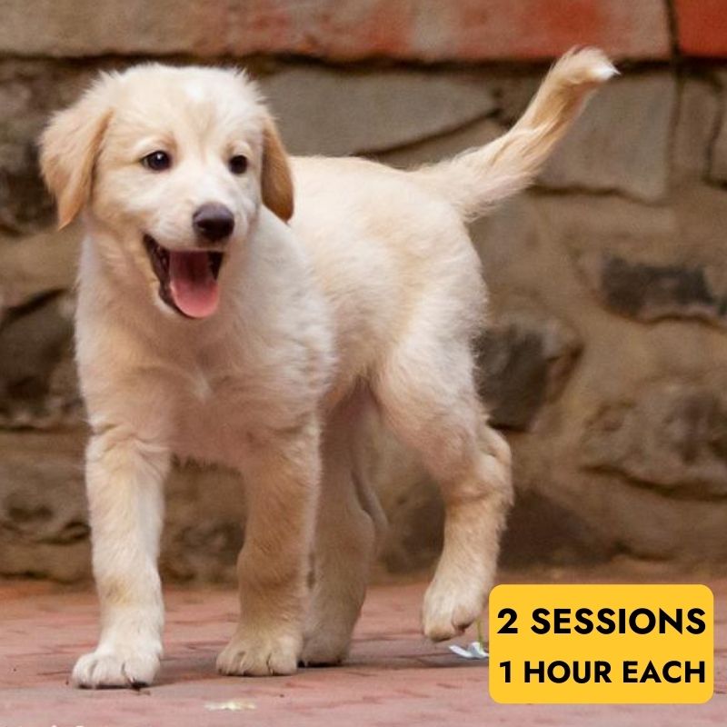 
                  
                    Floof puppy consultation for dog parents - indie, German shepherd, golden retriever, lab, 
                  
                