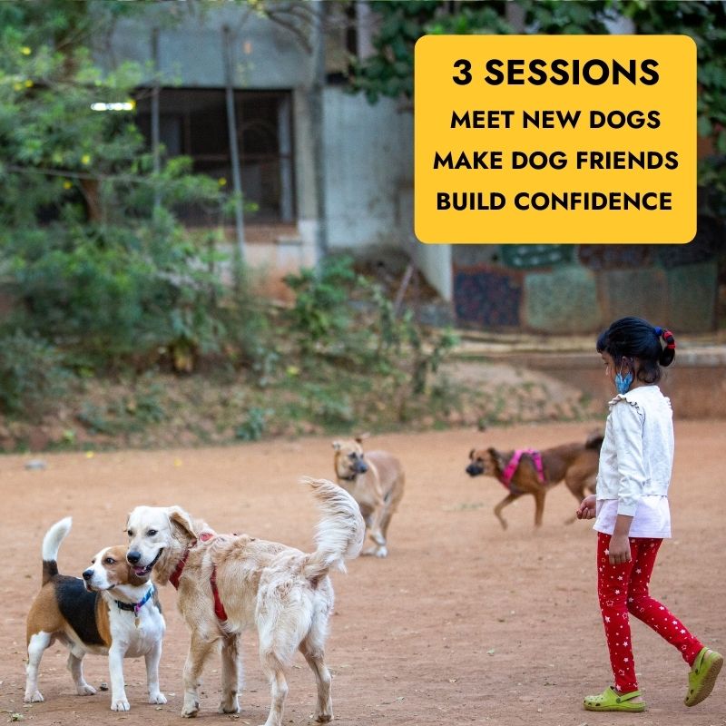 
                  
                    Learn to socialise your dog with other pups, senior dogs, different breeds.
                  
                