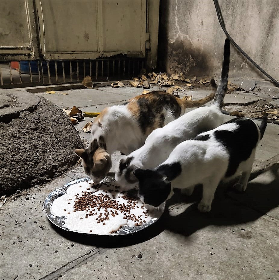 
                  
                    Sponsor meals and medicines for strays in India
                  
                